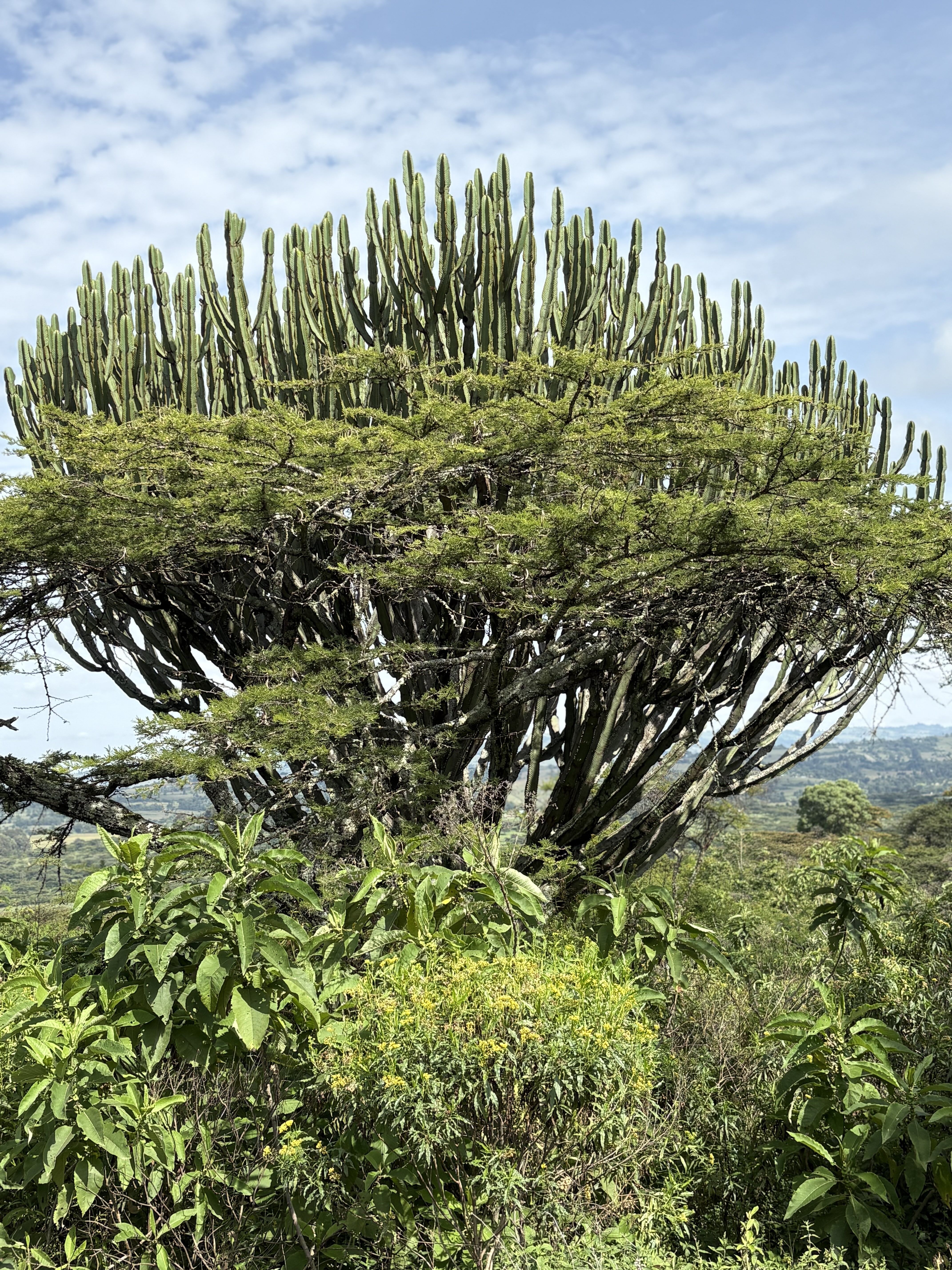 A funny looking tree